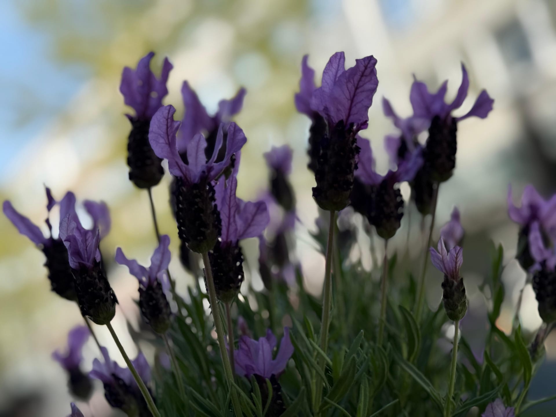 Frische Blumen Zlatanz Menami